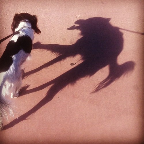 Hidden Werewolf WIN