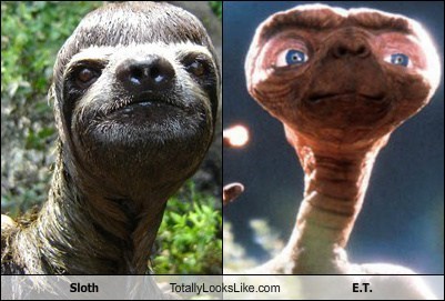 Sloth Totally Looks Like E.T.