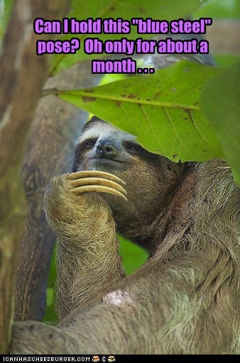 Sloths make great models for the inexperienced.