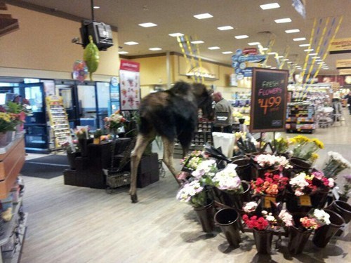 Just Your Average Safeway Customer