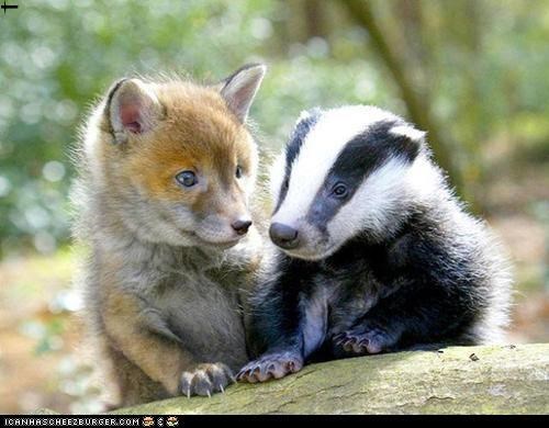 Red Fox pup and English Badger
