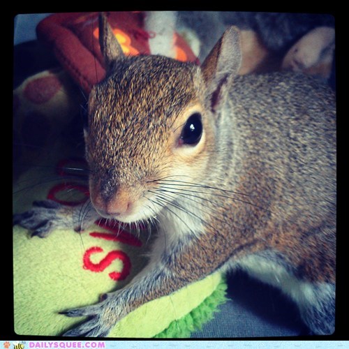 Grunter the Squirrel