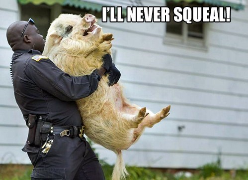 I'm No Rat!