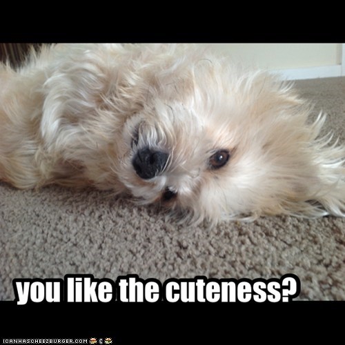 you like the cuteness?