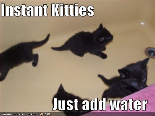 Instant Kitties  Just add water