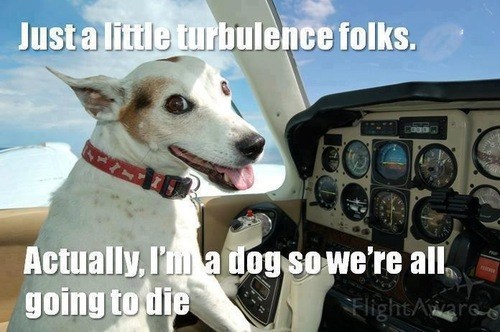How Me a Dog Learn Die?