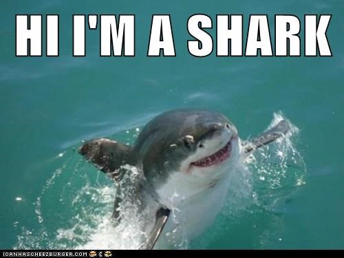 HI I'M A SHARK