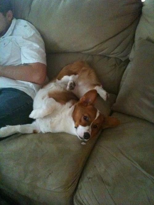 Corgi Yoga
