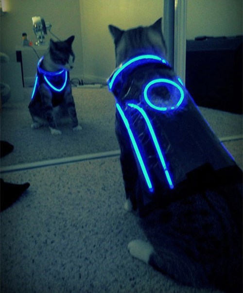Tron Cat