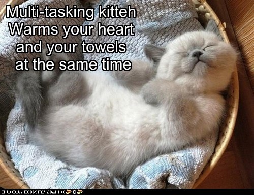 Multi-Tasking Kitteh 