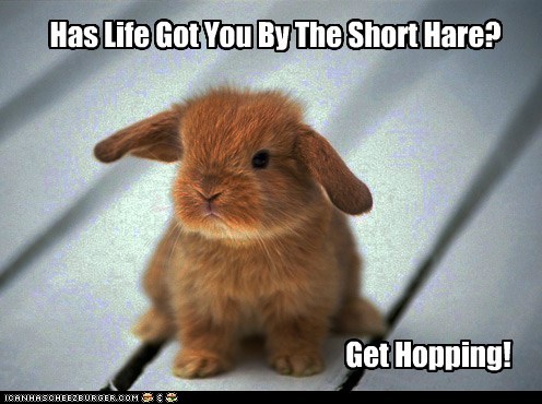 Bunny Advice