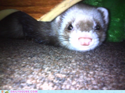 Piper the Ferret