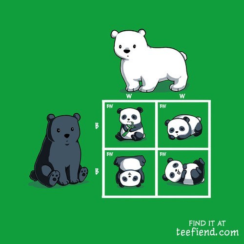 The Genetics Behind Pandas
