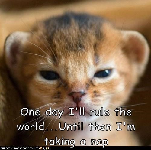 One day I'll rule the world...Until then I'm taking a nap