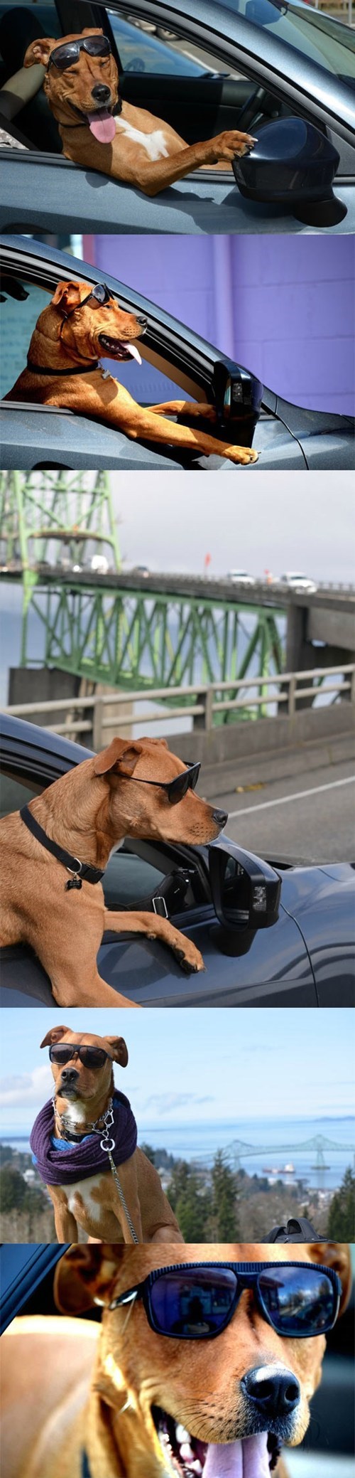 Cool Dog Is Cool