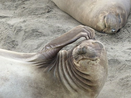 Thoughtful Elephant Seal