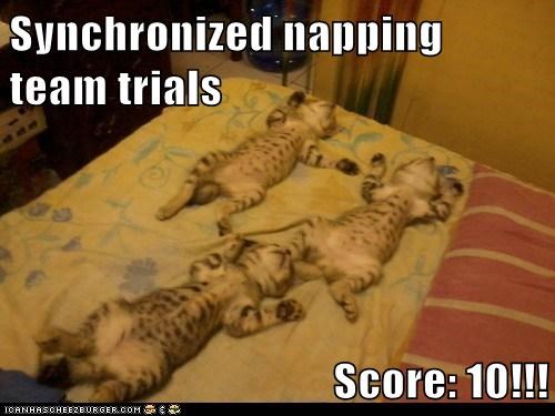 Synchronized napping team trials  Score: 10!!!