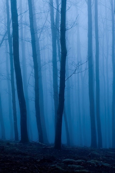 Deep in a Blue Forest