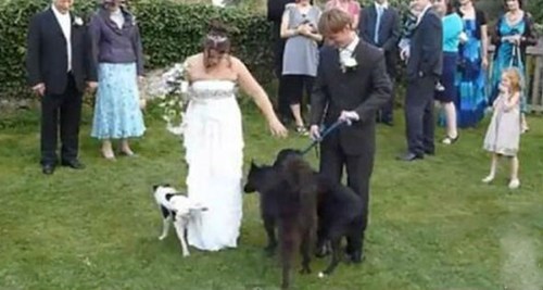 Who Let the Dogs Out?