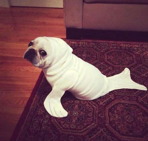 Pardon Me, Seal... Have You Seen Dog?