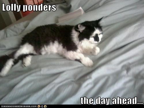 Lolly ponders  the day ahead...