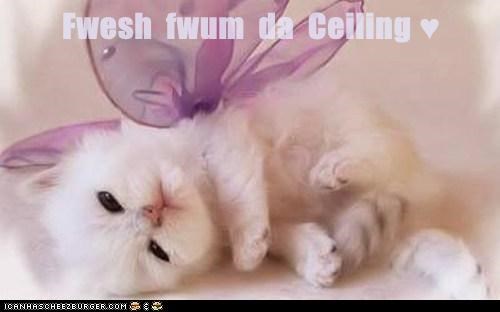 Fwesh  fwum  da  Ceiling ♥
