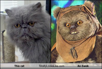 This Cat Totally Looks Like An Ewok