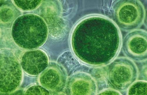 Algae Is Very Round