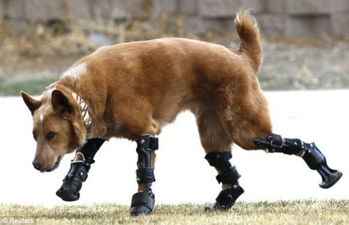 Awesome Science, Prosthetics for Dogs!