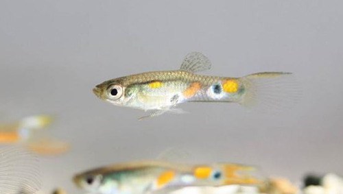 Why Do Guppies Jump Out of Their Fish Bowls?