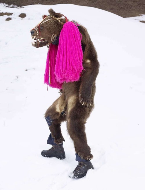 This Bear Knows How to Dress