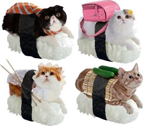 Who Ordered the Cat Plate?