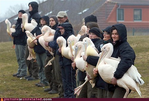 OK, We've All Got Our Pelicans!