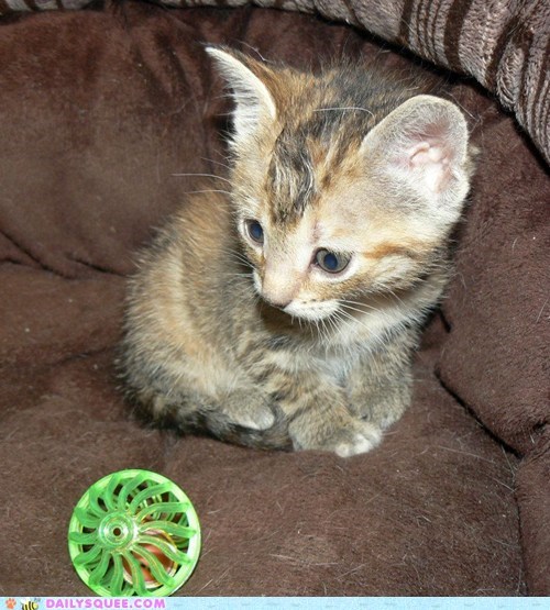 Tortellini's First Jingle Ball Toy