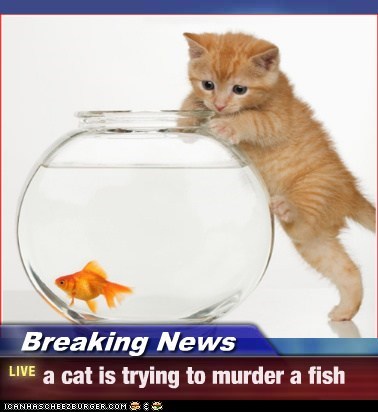 Breaking News - a cat is trying to murder a fish
