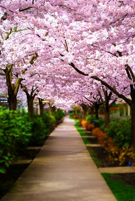 Taking a Walk Under the Petals