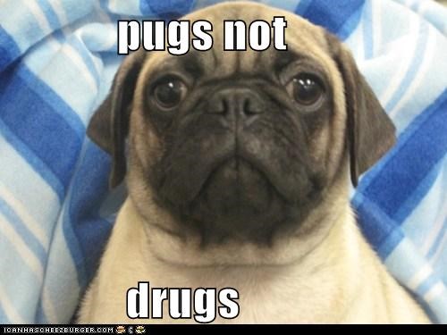 pugs not               drugs