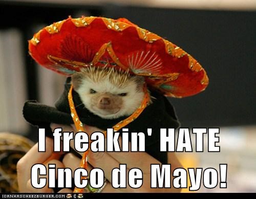 I freakin' HATE Cinco de Mayo!
