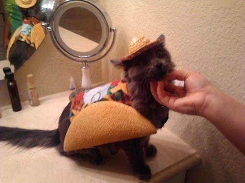 Taco Cat Is a Palindrome 