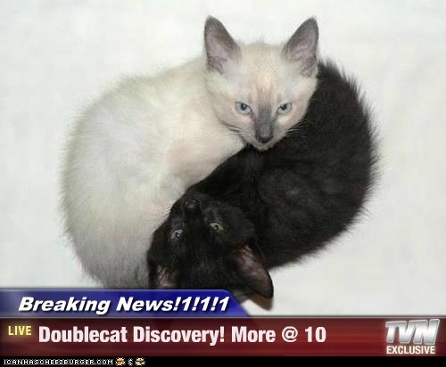 Breaking News!1!1!1 - Doublecat Discovery! More @ 10
