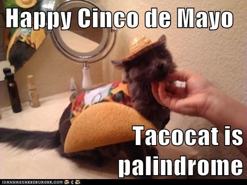Happy Cinco de Mayo  Tacocat is palindrome