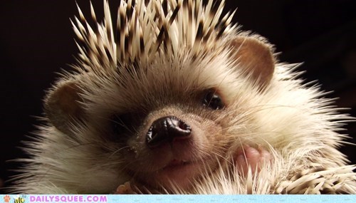 Hamish the Handsome Hedgehog