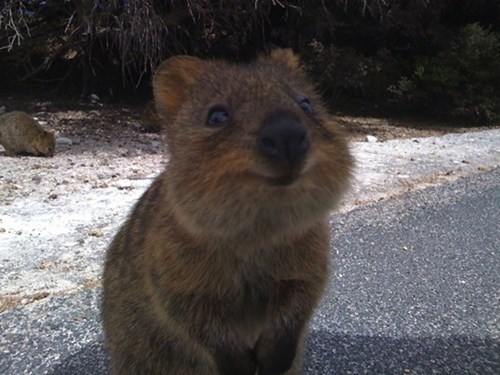 Squee Spree Winner: Quokka