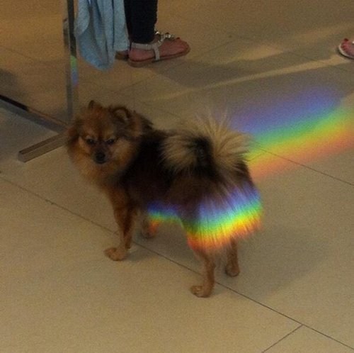 Nyan Dog