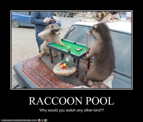 RACCOON POOL