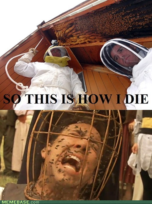 Reframed: Not the Bees!