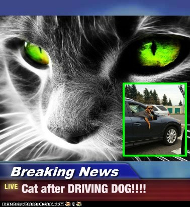Breaking News - Cat after DRIVING DOG!!!!