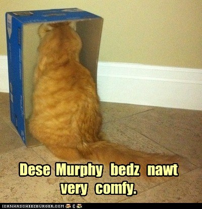 Dese  Murphy   bedz   nawt   very   comfy.