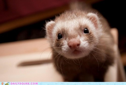 Tickles the Ferret!
