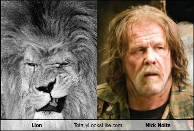 Lion Totally Looks Like Nick Nolte